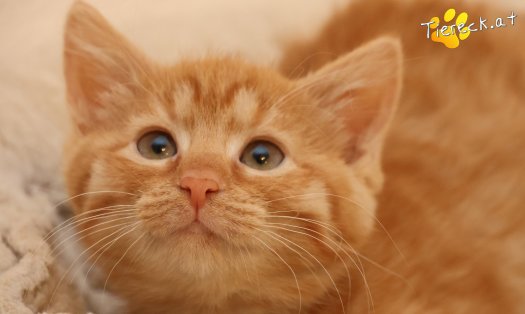 Katze Nala (Foto by Tiereck.at - Lavanttaler Tierhilfe)