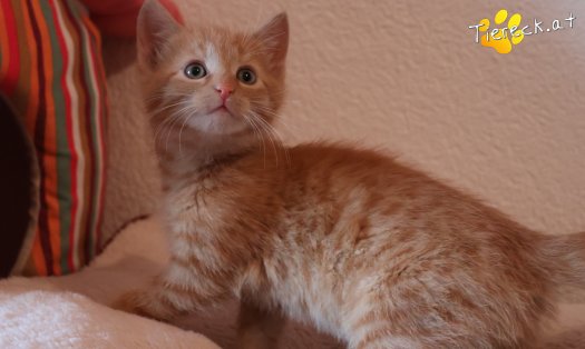 Katze Stormy (Foto by Tiereck.at - Lavanttaler Tierhilfe)