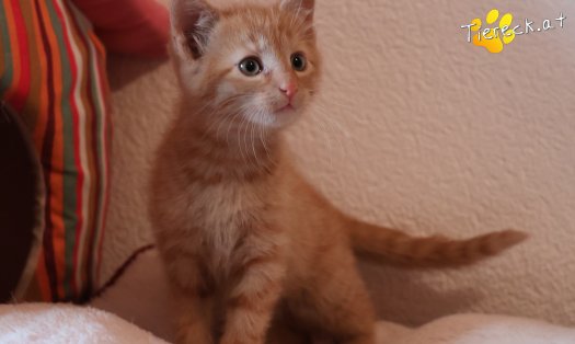 Katze Stormy (Foto by Tiereck.at - Lavanttaler Tierhilfe)