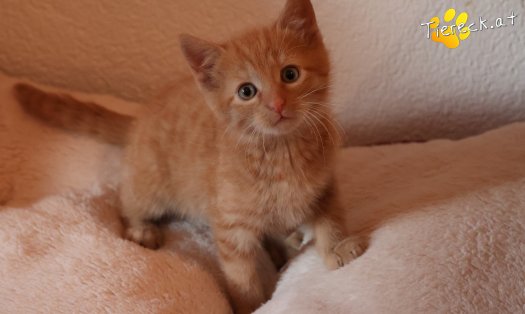 Katze Stormy (Foto by Tiereck.at - Lavanttaler Tierhilfe)