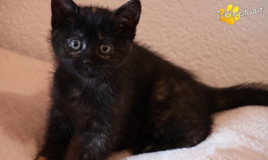 Katze Scarlet (Foto by Tiereck.at - Lavanttaler Tierhilfe)