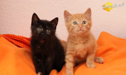 Katze Scarlet (Foto by Tiereck.at - Lavanttaler Tierhilfe)