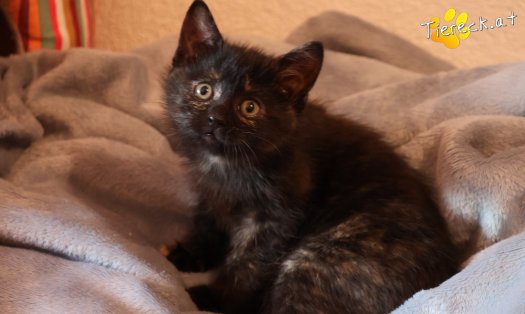 Katze Scarlet (Foto by Tiereck.at - Lavanttaler Tierhilfe)