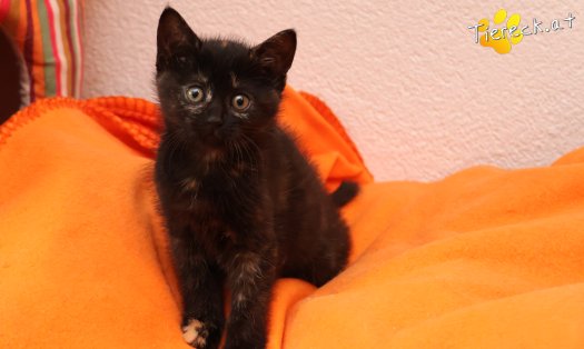 Katze Scarlet (Foto by Tiereck.at - Lavanttaler Tierhilfe)