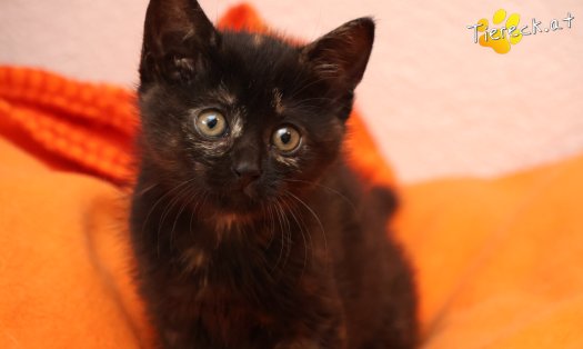 Katze Scarlet (Foto by Tiereck.at - Lavanttaler Tierhilfe)