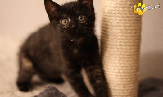 Katze Scarlet (Foto by Tiereck.at - Lavanttaler Tierhilfe)