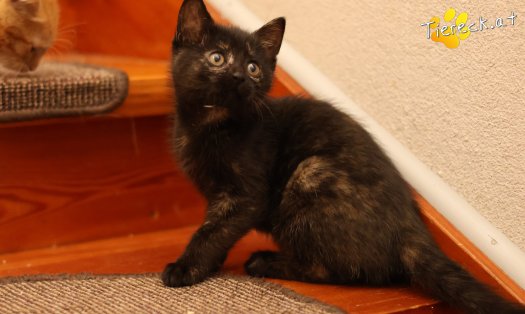 Katze Scarlet (Foto by Tiereck.at - Lavanttaler Tierhilfe)