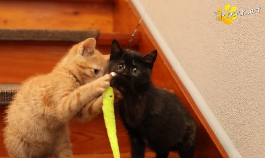 Katze Scarlet (Foto by Tiereck.at - Lavanttaler Tierhilfe)