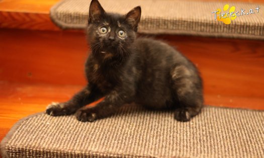 Katze Scarlet (Foto by Tiereck.at - Lavanttaler Tierhilfe)