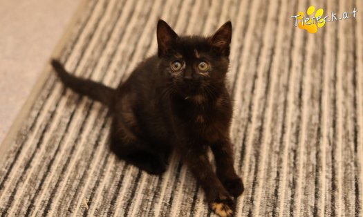 Katze Scarlet (Foto by Tiereck.at - Lavanttaler Tierhilfe)