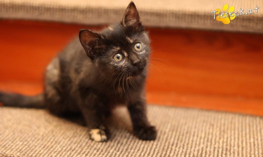 Katze Scarlet (Foto by Tiereck.at - Lavanttaler Tierhilfe)