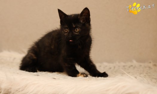 Katze Scarlet (Foto by Tiereck.at - Lavanttaler Tierhilfe)