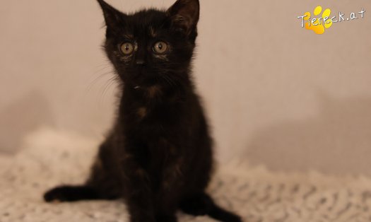 Katze Scarlet (Foto by Tiereck.at - Lavanttaler Tierhilfe)