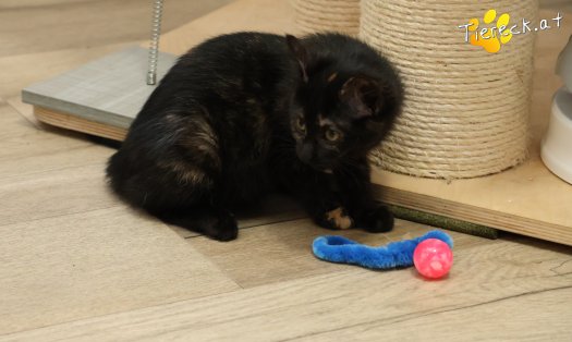 Katze Scarlet (Foto by Tiereck.at - Lavanttaler Tierhilfe)