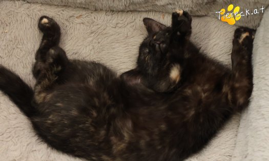 Katze Scarlet (Foto by Tiereck.at - Lavanttaler Tierhilfe)