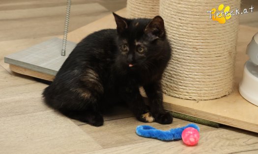 Katze Scarlet (Foto by Tiereck.at - Lavanttaler Tierhilfe)