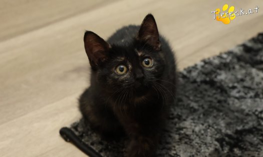 Katze Scarlet (Foto by Tiereck.at - Lavanttaler Tierhilfe)