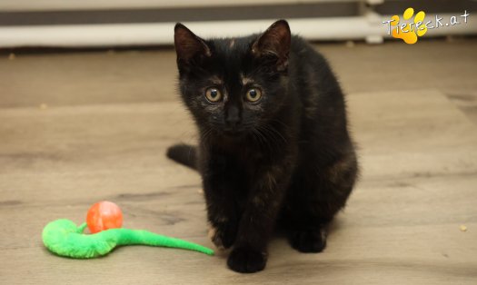 Katze Scarlet (Foto by Tiereck.at - Lavanttaler Tierhilfe)