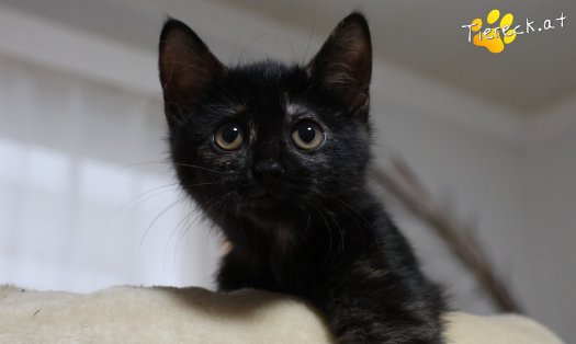 Katze Scarlet (Foto by Tiereck.at - Lavanttaler Tierhilfe)