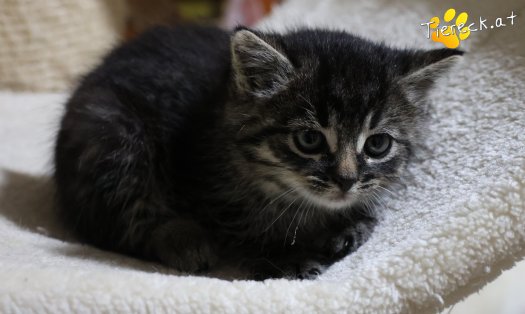 Katze Tiger Lily (Foto by Tiereck.at - Lavanttaler Tierhilfe)