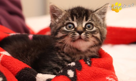 Katze Tiger Lily (Foto by Tiereck.at - Lavanttaler Tierhilfe)