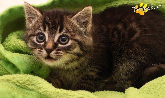 Katze Tiger Lily (Foto by Tiereck.at - Lavanttaler Tierhilfe)