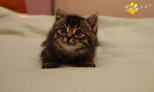 Katze Tiger Lily (Foto by Tiereck.at - Lavanttaler Tierhilfe)