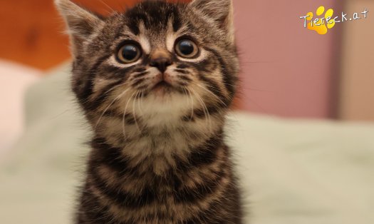 Katze Tiger Lily (Foto by Tiereck.at - Lavanttaler Tierhilfe)