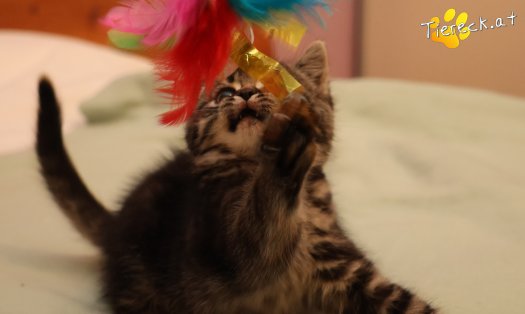 Katze Tiger Lily (Foto by Tiereck.at - Lavanttaler Tierhilfe)