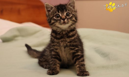 Katze Tiger Lily (Foto by Tiereck.at - Lavanttaler Tierhilfe)