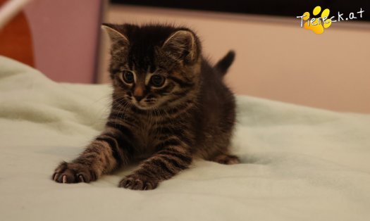 Katze Tiger Lily (Foto by Tiereck.at - Lavanttaler Tierhilfe)