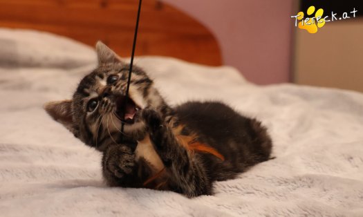 Katze Tiger Lily (Foto by Tiereck.at - Lavanttaler Tierhilfe)