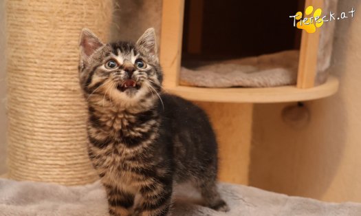 Katze Tiger Lily (Foto by Tiereck.at - Lavanttaler Tierhilfe)