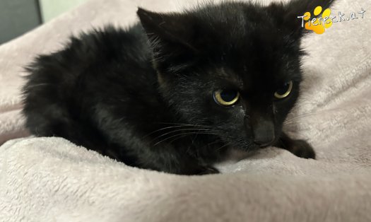 Katze Enzo (Foto by Tiereck.at - Lavanttaler Tierhilfe)