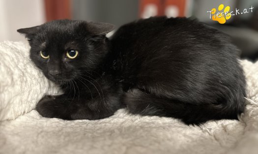 Katze Enzo (Foto by Tiereck.at - Lavanttaler Tierhilfe)