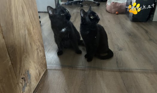 Katze Enzo (Foto by Tiereck.at - Lavanttaler Tierhilfe)