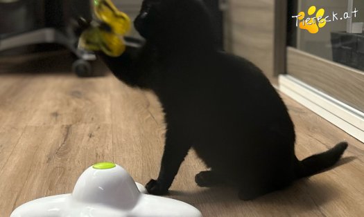 Katze Enzo (Foto by Tiereck.at - Lavanttaler Tierhilfe)