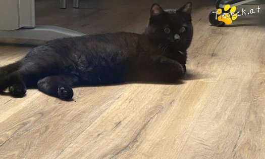 Katze Enzo (Foto by Tiereck.at - Lavanttaler Tierhilfe)