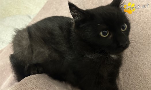 Katze Vittorio (Foto by Tiereck.at - Lavanttaler Tierhilfe)