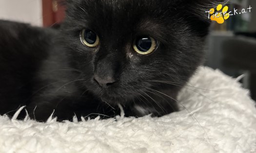 Katze Vittorio (Foto by Tiereck.at - Lavanttaler Tierhilfe)