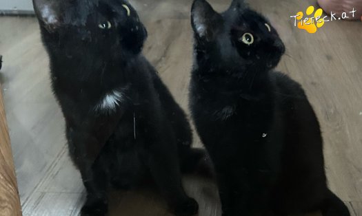 Katze Vittorio (Foto by Tiereck.at - Lavanttaler Tierhilfe)