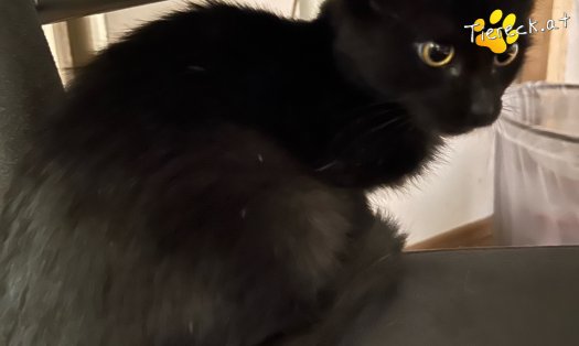 Katze Vittorio (Foto by Tiereck.at - Lavanttaler Tierhilfe)