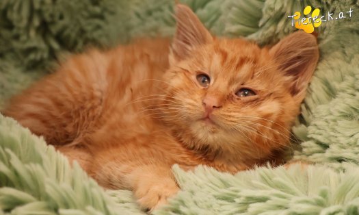 Katze Kiara (Foto by Tiereck.at - Lavanttaler Tierhilfe)