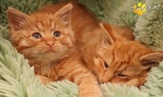 Katze Kiara (Foto by Tiereck.at - Lavanttaler Tierhilfe)