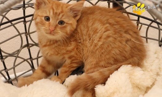 Katze Kiara (Foto by Tiereck.at - Lavanttaler Tierhilfe)