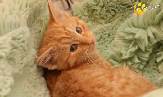 Katze Kiara (Foto by Tiereck.at - Lavanttaler Tierhilfe)