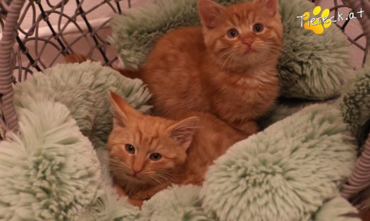 Katze Kiara (Foto by Tiereck.at - Lavanttaler Tierhilfe)