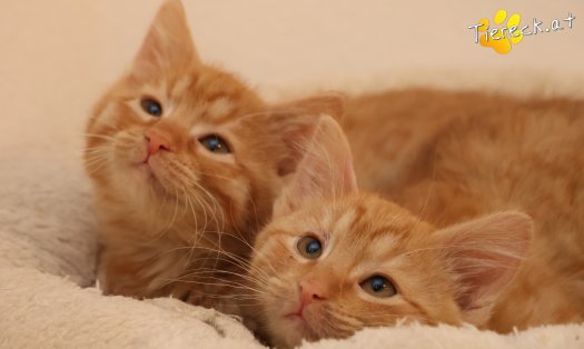 Katze Kiara (Foto by Tiereck.at - Lavanttaler Tierhilfe)