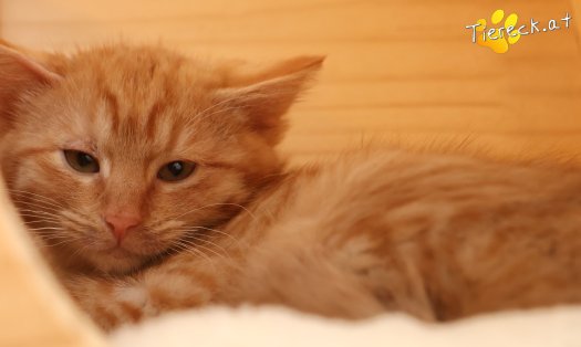 Katze Kiara (Foto by Tiereck.at - Lavanttaler Tierhilfe)