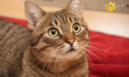 Katze Pitry (Foto by Tiereck.at - Lavanttaler Tierhilfe)